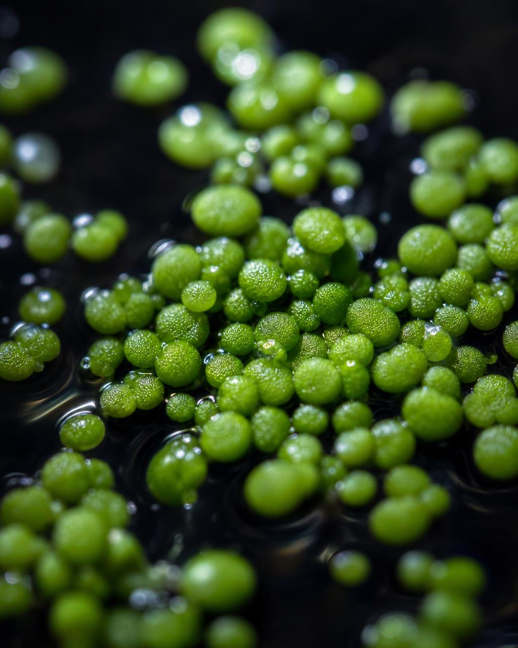 Macro view of wolffia — tiny vivid green aquatic pearls floating on still water.